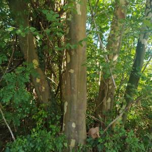 Photographie n°2503521 du taxon Platanus x hispanica Mill. ex Münchh. [1770]