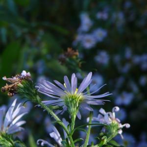 Photographie n°2503547 du taxon Symphyotrichum x salignum (Willd.) G.L.Nesom [1995]