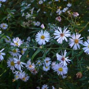 Photographie n°2503550 du taxon Symphyotrichum x salignum (Willd.) G.L.Nesom [1995]