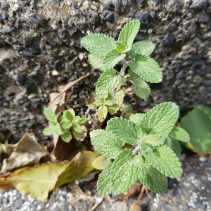 Photographie n°2503562 du taxon Nepeta L. [1753]