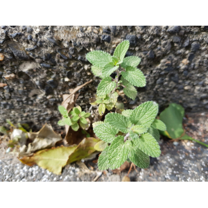 Nepeta sp.