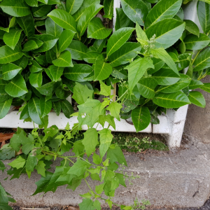 Photographie n°2503579 du taxon Chenopodium hybridum L.