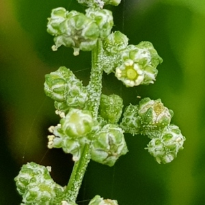 Photographie n°2503583 du taxon Chenopodium hybridum L.