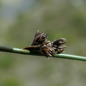 Photographie n°2503620 du taxon Juncus arcticus Willd.