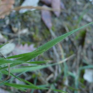 Photographie n°2503650 du taxon Trisetum flavescens subsp. flavescens