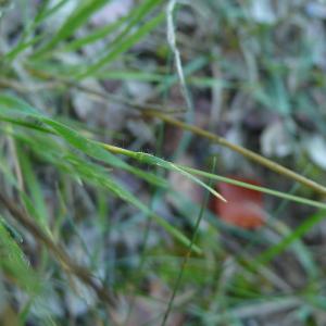 Photographie n°2503651 du taxon Trisetum flavescens subsp. flavescens