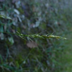  - Trisetum flavescens subsp. flavescens