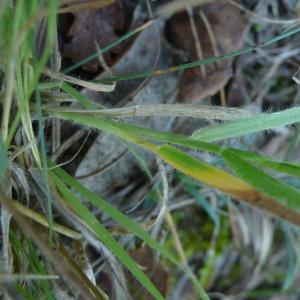  - Trisetum flavescens subsp. flavescens