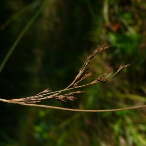 Photographie n°2503660 du taxon Juncus inflexus L. [1753]
