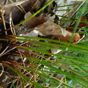 Photographie n°2503661 du taxon Juncus inflexus L. [1753]