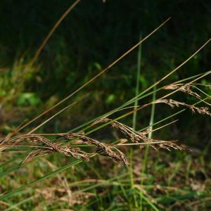 Photographie n°2503662 du taxon Juncus inflexus L. [1753]