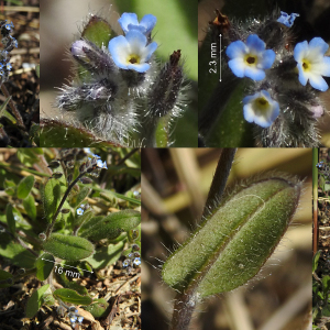 Photographie n°2503759 du taxon Myosotis ramosissima Rochel subsp. ramosissima