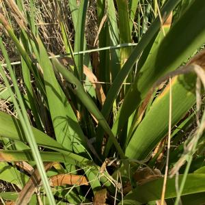 Photographie n°2503802 du taxon Iris foetidissima L. [1753]