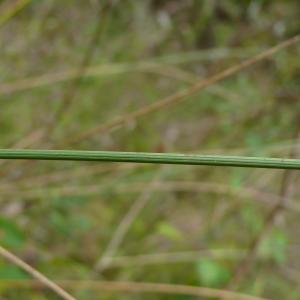 Photographie n°2503843 du taxon Juncus inflexus L. [1753]