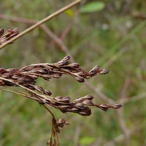 Photographie n°2503844 du taxon Juncus inflexus L. [1753]