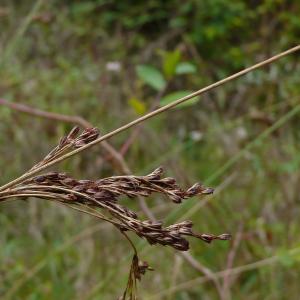 Photographie n°2503845 du taxon Juncus inflexus L. [1753]