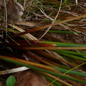 Photographie n°2503846 du taxon Juncus inflexus L. [1753]