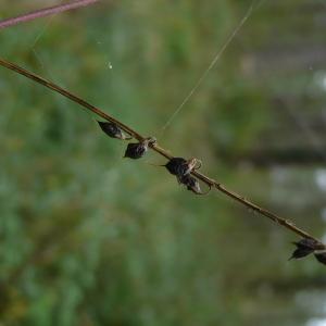 Photographie n°2503848 du taxon Trigonella altissima (Thuill.) Coulot & Rabaute [2013]