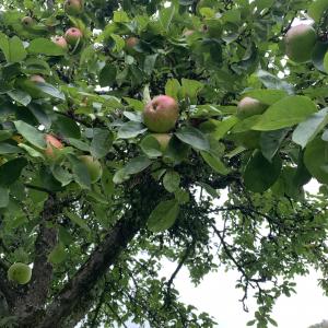 Photographie n°2503870 du taxon Malus domestica Borkh. [1803]