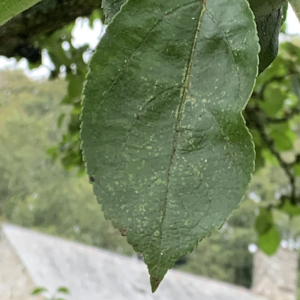 Photographie n°2503871 du taxon Malus domestica Borkh. [1803]