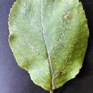 Photographie n°2503875 du taxon Malus domestica Borkh. [1803]