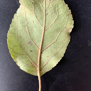 Photographie n°2503876 du taxon Malus domestica Borkh. [1803]