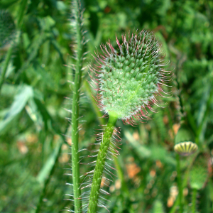 Photographie n°2503904 du taxon Papaver rhoeas L.