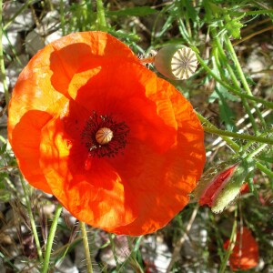 Photographie n°2503905 du taxon Papaver rhoeas L.