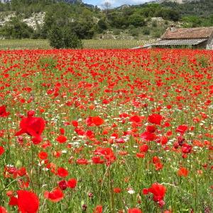 Photographie n°2503907 du taxon Papaver rhoeas L.