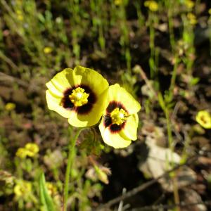 Photographie n°2503912 du taxon Tuberaria guttata (L.) Fourr.