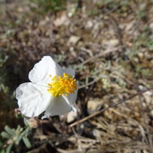 Photographie n°2503918 du taxon Cistus apenninus L. [1753]