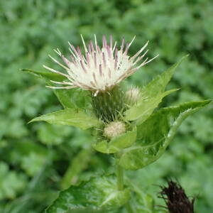 Photographie n°2503938 du taxon Cirsium oleraceum (L.) Scop.