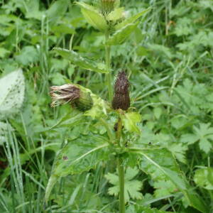 Photographie n°2503940 du taxon Cirsium oleraceum (L.) Scop.