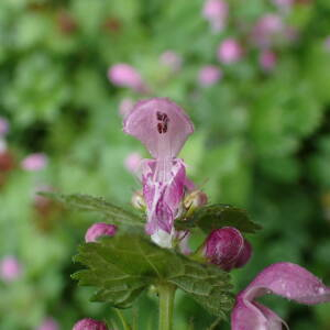 Photographie n°2503945 du taxon Lamium maculatum (L.) L.