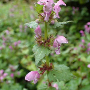 Photographie n°2503952 du taxon Lamium maculatum (L.) L.