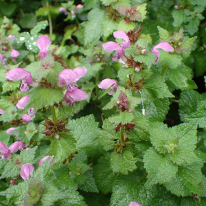 Photographie n°2503954 du taxon Lamium maculatum (L.) L.