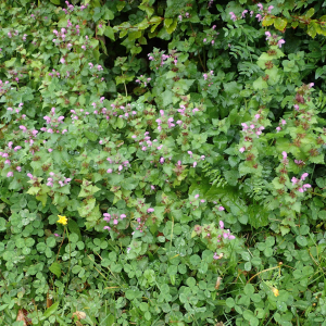 Photographie n°2503955 du taxon Lamium maculatum (L.) L.