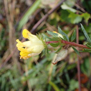 Photographie n°2503956 du taxon Anthyllis vulneraria L.