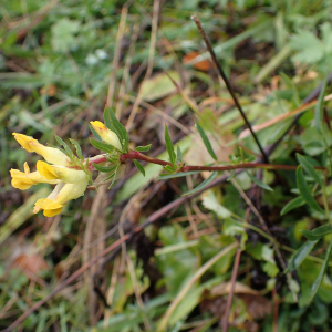 Photographie n°2503957 du taxon Anthyllis vulneraria L.