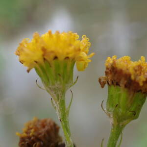 Photographie n°2503964 du taxon Jacobaea erucifolia (L.) G.Gaertn., B.Mey. & Scherb.