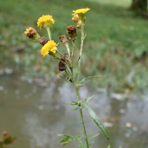 Photographie n°2503965 du taxon Jacobaea erucifolia (L.) G.Gaertn., B.Mey. & Scherb.