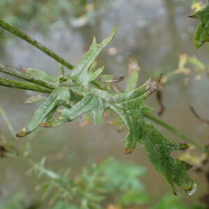 Photographie n°2503968 du taxon Jacobaea erucifolia (L.) G.Gaertn., B.Mey. & Scherb.