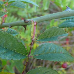 Photographie n°2504007 du taxon Rosa stylosa Desv. [1809]