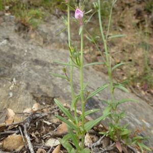 Photographie n°2504034 du taxon Antirrhinum orontium L. [1753]