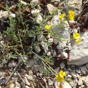 Photographie n°2504039 du taxon Argyrolobium linnaeanum Walp. [1839]