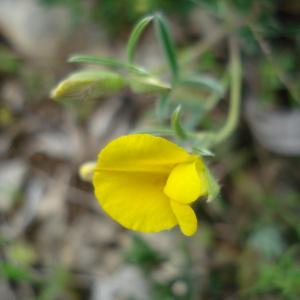 Photographie n°2504040 du taxon Argyrolobium linnaeanum Walp. [1839]