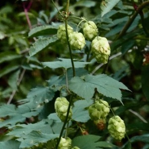 Photographie n°2504044 du taxon Humulus lupulus L. [1753]