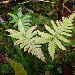 Photographie n°2504053 du taxon Phegopteris connectilis (Michx.) Watt