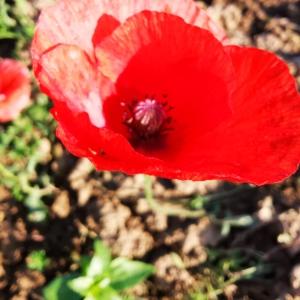 Photographie n°2504096 du taxon Papaver rhoeas