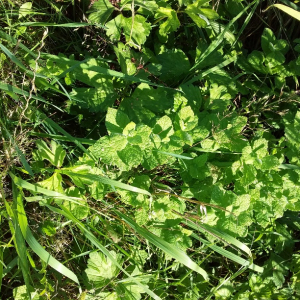  - Menthella requienii (Benth.) Pérard [1870]